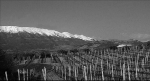 domaine-nerantzi-grapes