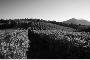 troupis-winery-grapes