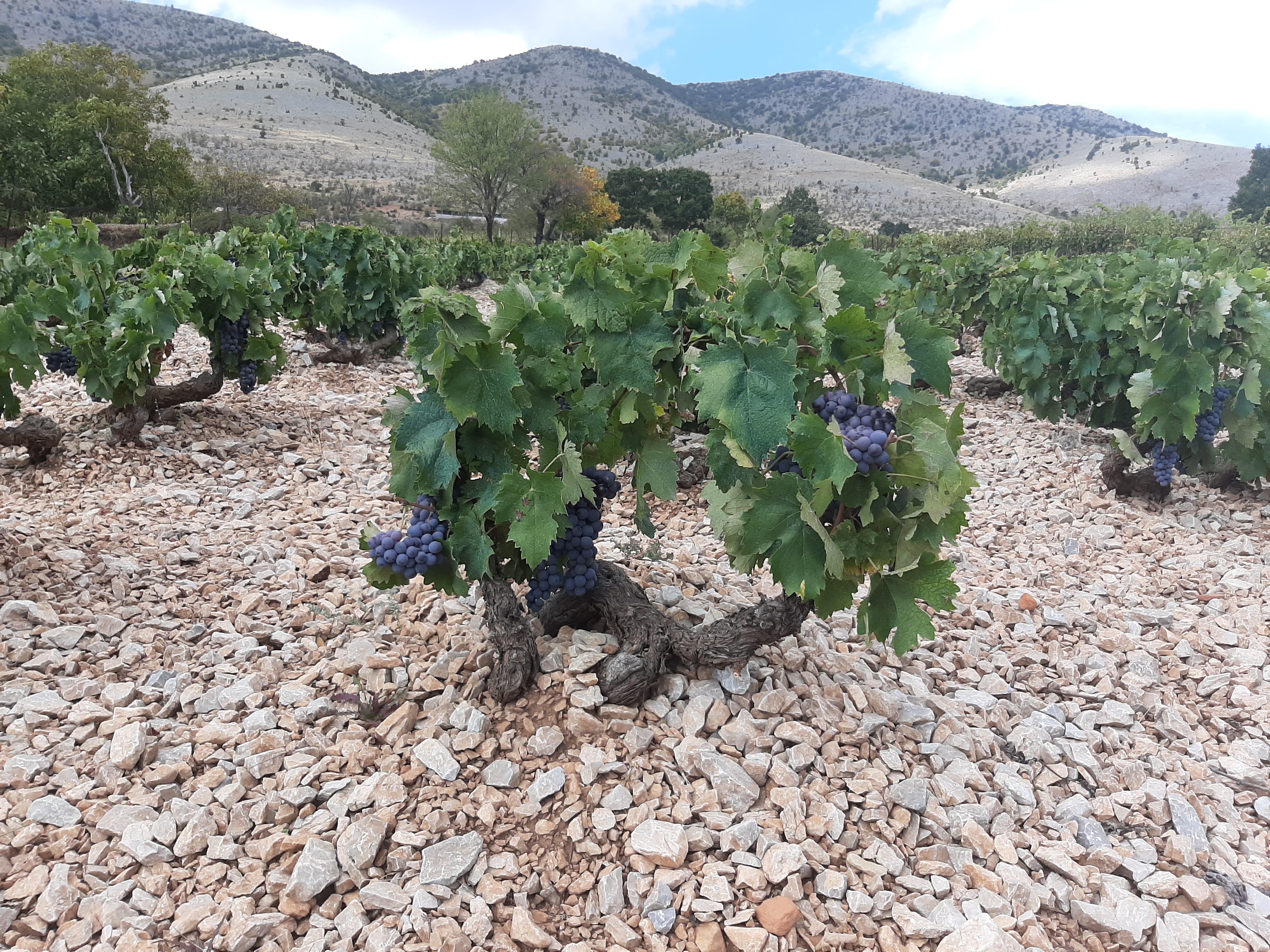 Diamantis Vines in Macedonia