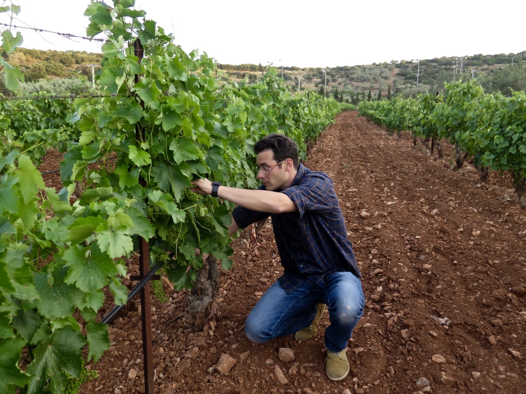 Sotiris Gkinis Pruning The Vines